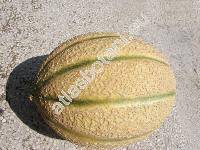 Cucumis melo L. 'Cantaloup'