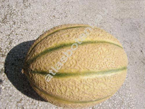 Cucumis melo L. 'Cantaloup'