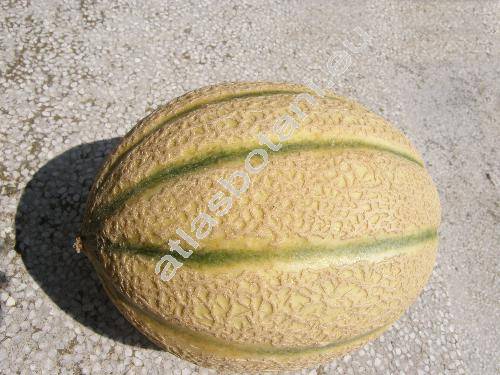 Cucumis melo L. 'Cantaloup'