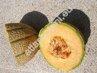 Cucumis melo L. 'Cantaloup'