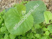 Cucumis melo L. 'Cantaloup'