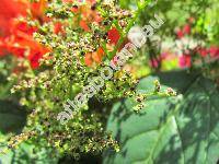 Chenopodium polyspermum L.