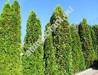 Thuja 'Brabant'