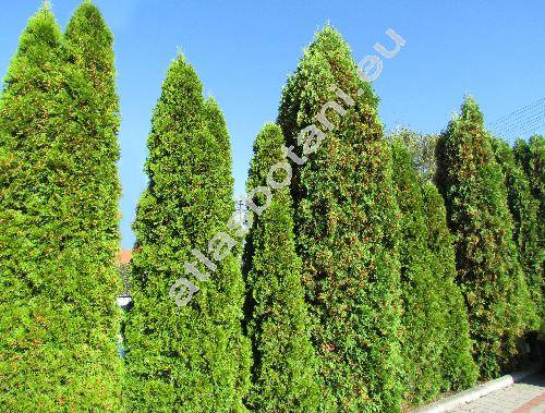 Thuja 'Brabant'