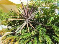 Cordyline australis 'Red Sensation'