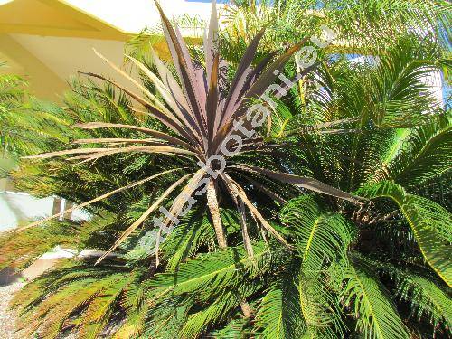 Cordyline australis 'Red Sensation'