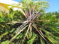 Cordyline australis 'Red Sensation'