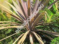 Cordyline australis 'Red Sensation'