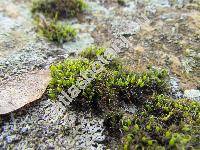 Grimmia pulvinata (Hedw.) Sm. (Dryptodon pulvinatus (Hedw.) Brid., Guembelia)
