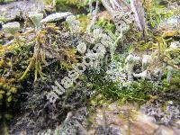 Cladonia fimbriata (L.) Fr. (Lichen fimbriatus L.)