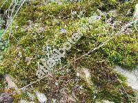 Cladonia fimbriata (L.) Fr. (Lichen fimbriatus L.)