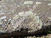 Lecanora muralis (Schreb.) Rab. (Parmelia, Lichen muralis Schreb.)