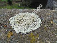 Lecanora muralis (Schreb.) Rab. (Parmelia, Lichen muralis Schreb.)