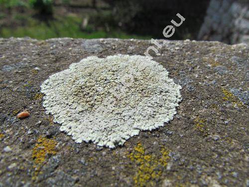 Lecanora muralis (Schreb.) Rab. (Parmelia, Lichen muralis Schreb.)