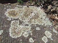 Lecanora muralis (Schreb.) Rab. (Parmelia, Lichen muralis Schreb.)