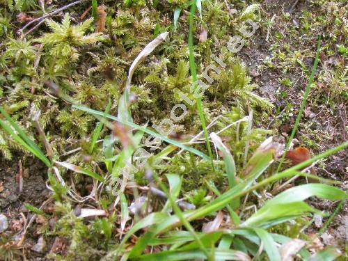 Climacium dendroides (Hedw.) Web. et Mohr
