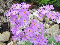 Primula frondosa Janka