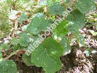 Rubus calycinoides Hay. ex Koidz. (Rubus hayata-koidzumi Naruh.)