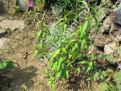 Persicaria odorata (Lour.) Soj.