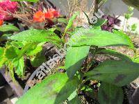 Persicaria odorata (Lour.) Soj.