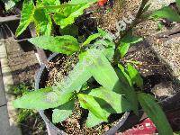 Persicaria odorata (Lour.) Soj.