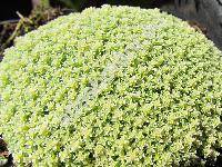 Arenaria lithops 'Aurea' (Alsine, Gypsophytum, Alsinanthus)