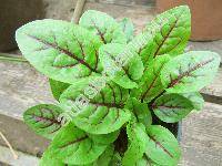 Rumex sanguineus var. sanguineus (Lapathum, Acetosa)