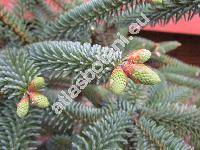 Abies pinsapo 'Glauca'