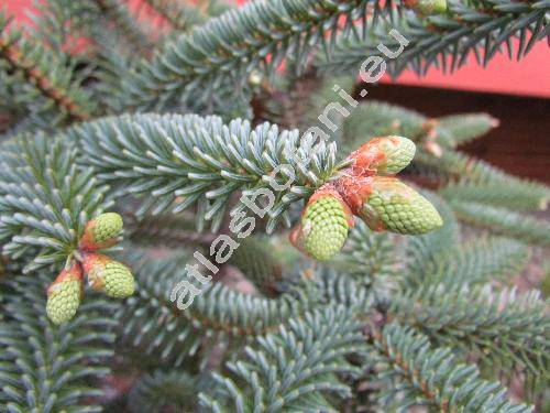 Abies pinsapo 'Glauca'