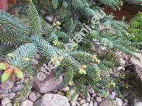 Abies pinsapo 'Glauca'