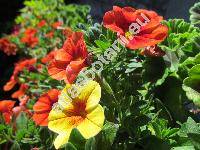 Calibrachoa 'Trio' (Million Bells, Petunie)