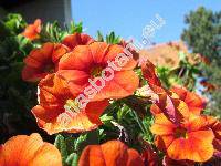 Calibrachoa 'Trio' (Million Bells, Petunie)