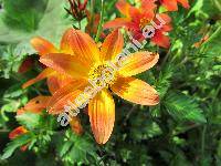 Bidens 'Bee Dance'