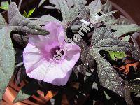 Ipomoea batatas (L.) Lam. 'Blackie'