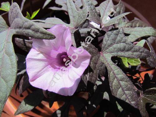 Ipomoea batatas (L.) Lam. 'Blackie'