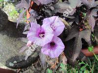 Ipomoea batatas (L.) Lam. 'Blackie'