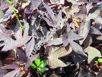 Ipomoea batatas (L.) Lam. 'Blackie'