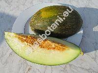 Cucumis melo L. 'Piel De Sapo'