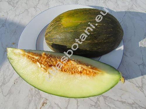 Cucumis melo L. 'Piel De Sapo'