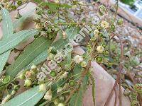 Eucalyptus camaldulensis Dehnh.