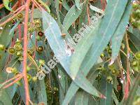 Eucalyptus camaldulensis Dehnh.