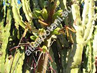 Agave striata Zucc. (Agave californica Bak., Agave falcata Engelm.)