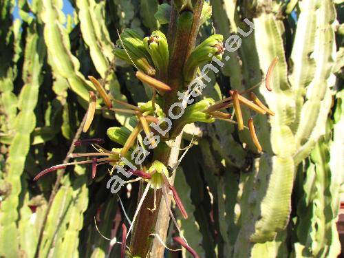 Agave striata Zucc. (Agave californica Bak., Agave falcata Engelm.)