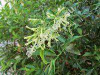 Cestrum laevigatum (Cestrum laevigatum Schltdl., Habrothamnus)