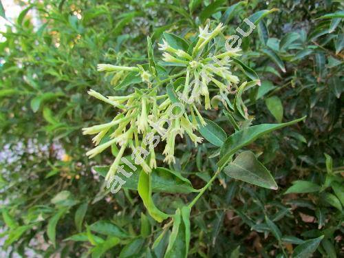 Cestrum laevigatum (Cestrum laevigatum Schltdl., Habrothamnus)