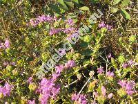 Coridothymus capitatus (L.) Rchb. (Thymus capitatus (L.) Hoffm. et Link)