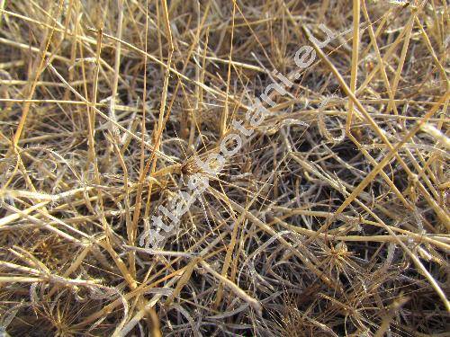 Aegilops geniculata Roth (Aegilops pontica auct., Triticum ovatum (L.) Gren., Aegilops ovata L.)