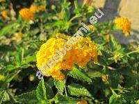 Lantana 'New Gold' (Libora)