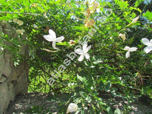 Jasminum officinale L.