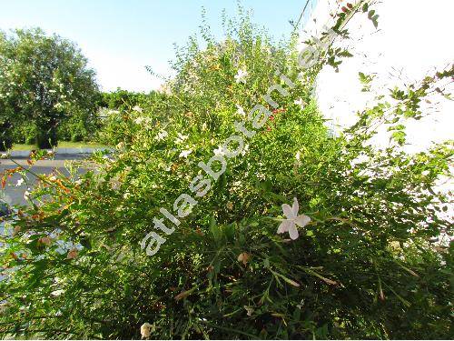 Jasminum officinale L.